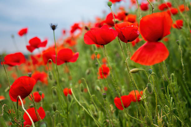 istock Poppies field at a cloudy day. 2153370111
