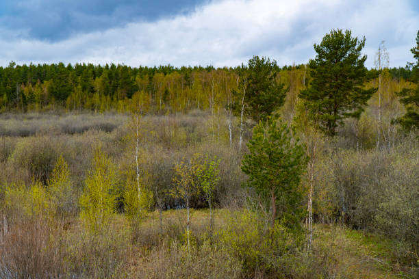 Beautiful scenic view of a spring forest with emerging green leaves under a cloudy sky. Perfect for landscape, nature, and seasonal-themed projects