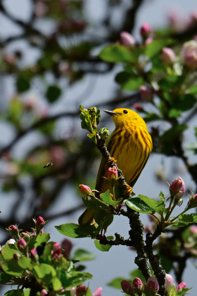 istock American Yellow Warbler bird 2153370539