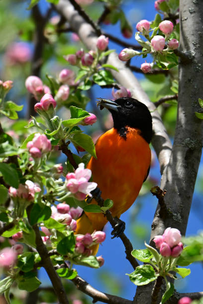 istock Male Northern Baltimore Oriole bird in apple tree 2153372546
