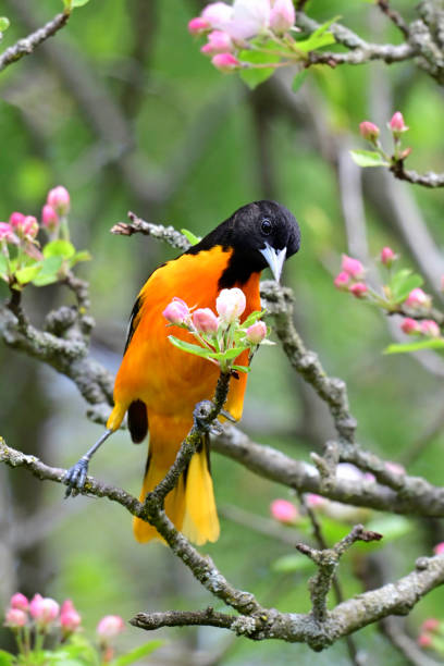 istock Male Northern Baltimore Oriole bird in apple tree 2153372571
