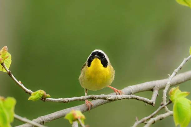 istock Male Common Yellowthroat Warbler bird 2153372655