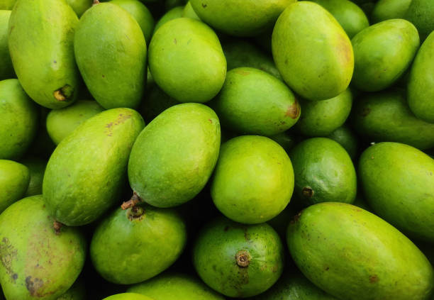 Horizontal glowing image of heap of plenty green raw unripe tangy whole mango or aam or kachhi ambi fruits in full frame making green vibrant bright background, denoting healthy refreshing food, source of Vitamin A, Vitamin C, Vitamin E, iron, zinc imagen brillante horizontal de un montón de abundantes frutas enteras verdes crudas inmaduras picantes enteras o aam o kachhi ambi en marco completo que hacen un fondo verde vibrante brillante, que denota alimentos refrescantes saludables, fuente de vitam