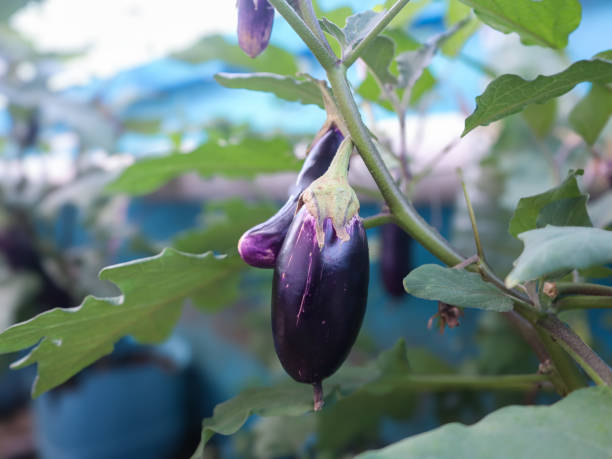istock hanging purple eggplant or terong fruit ready to be harvested 2153376371