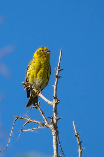 istock European Serin perched on a branch in the morning light 2153378600
