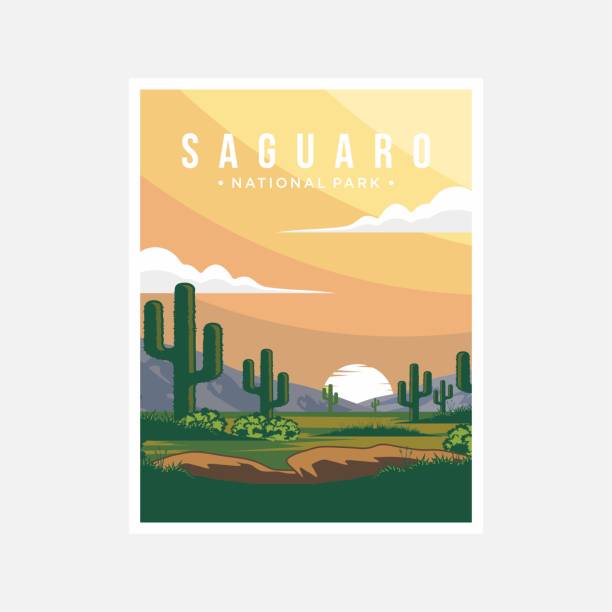 Saguaro National Park poster vector illustration design
