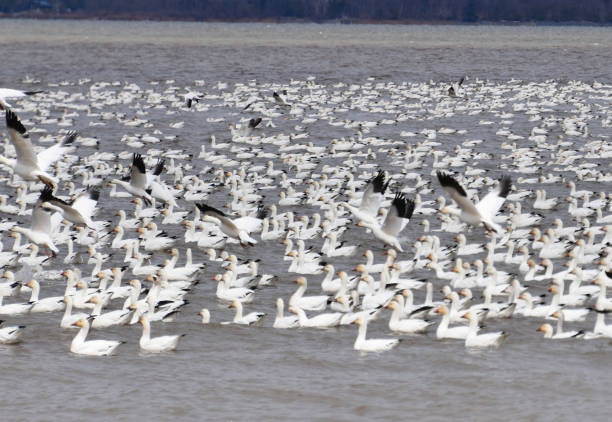 Many Snow Geese Flying Landing Snowy Mount Baker Mountains Skagit Valley Washington