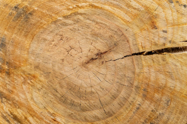 istock Ideal round cut down tree with annual rings and cracks. Wooden texture 2153380580