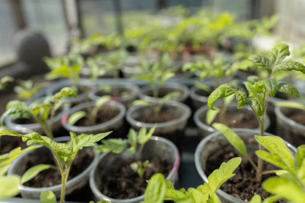 istock Seedlings on the balcony. Gardening. Shoots and plants, growing, windowsill. Selective focus 2153380622