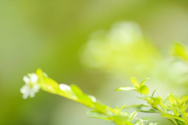 Photo of Green blured forest background with sun light