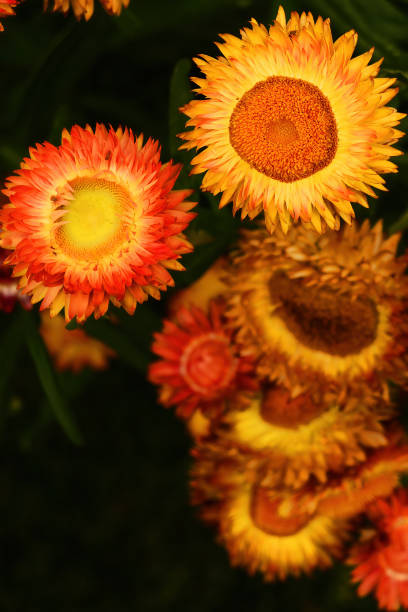 Bouquet of Colorful Flowers on Table - Colorful flowers detail with selective focus and soft blurred background.