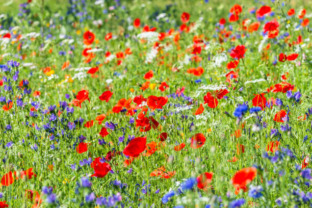 istock Bright flowering summer meadow wild flowers 2153385541
