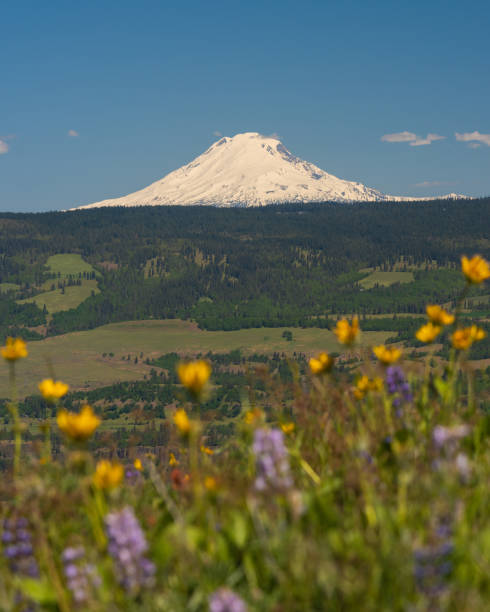 istock Mt Adams and wildflowers Columbia River Gorge 2153386033