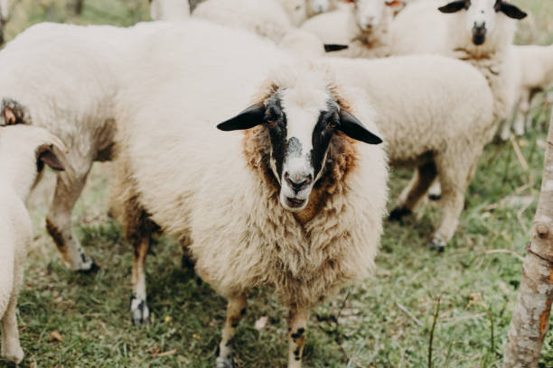 istock Cute sheep grazing on the mountainside, Montenegro. Selective focus. 2153387151