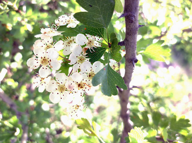 istock Hawthorn in flower whose scientific name is Crataegus monogyna. 2153387916