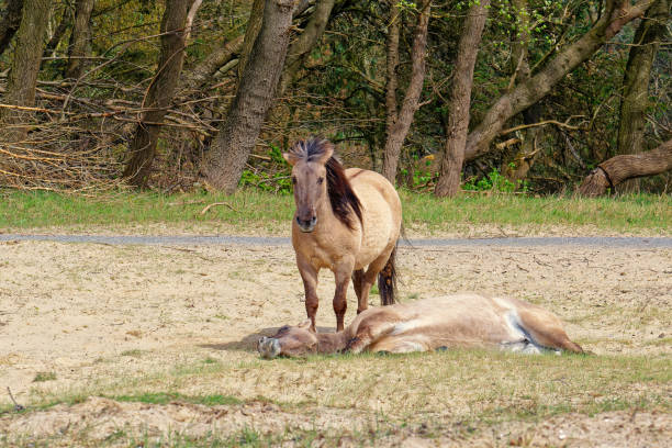Beautiful pony in the forest surrounded by green leaves and beautiful light, grey-brown Konik horse framed from the side with green leaves, Konik horse in the wild, Equus ferus caballus