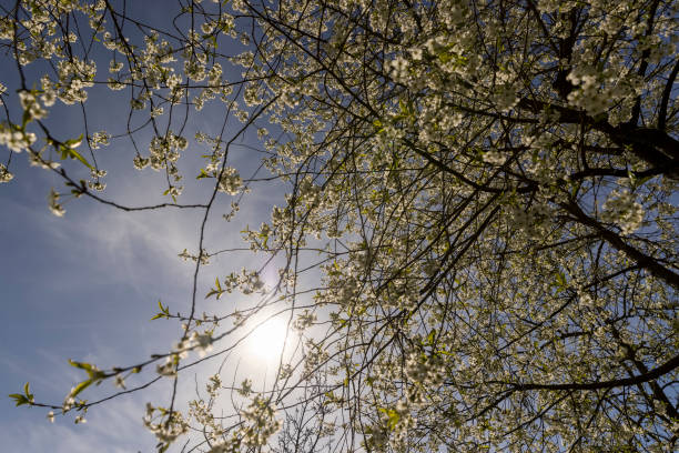 istock white flowers on cherry trees in the orchard 2153390513