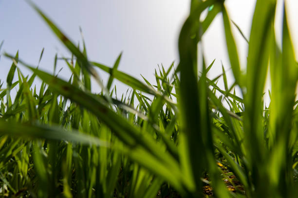 istock new wheat crop in the field 2153390581