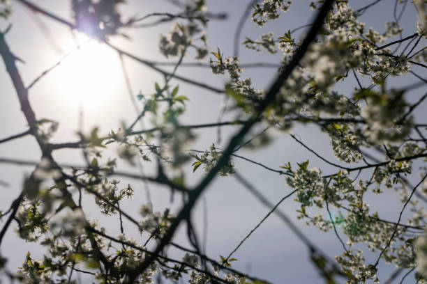 istock cherry blossoms in the orchard 2153390671