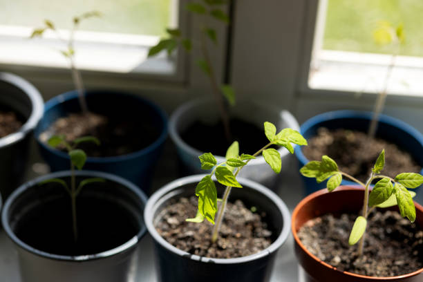 Tomato shoots at home in sunlight