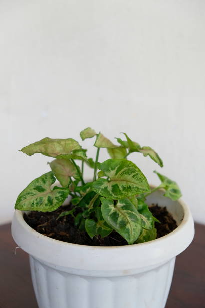 istock Selective focus of Syngonium houseplant. Beautiful leaf color and pattern. 2153396190