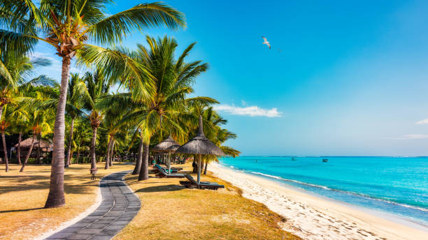istock Palm trees on the tropical Le Morne beach, Mauritius. Tropical vacation background concept on Le Morne beach, Mauritius. Paradise beach on Mauritius island, palm trees, white sand, azure water. 2153399008
