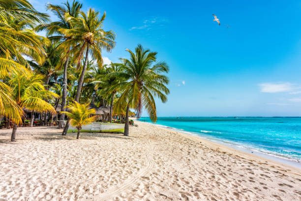 istock Palm trees on the tropical Le Morne beach, Mauritius. Tropical vacation background concept on Le Morne beach, Mauritius. Paradise beach on Mauritius island, palm trees, white sand, azure water. 2153399055
