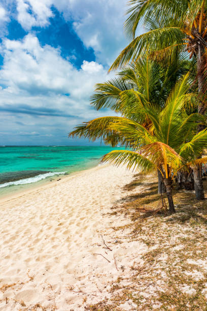 istock Palm trees on the tropical Le Morne beach, Mauritius. Tropical vacation background concept on Le Morne beach, Mauritius. Paradise beach on Mauritius island, palm trees, white sand, azure water. 2153400099