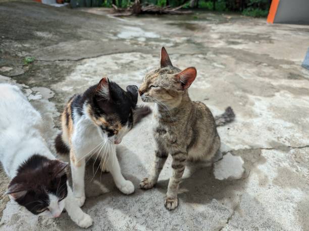 istock A group of cats sitting on a concrete surface 2153402900