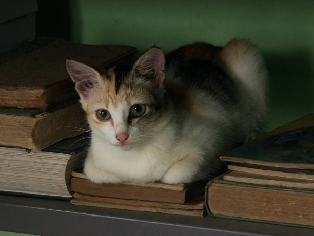 istock A cat lying on a pile of books 2153403000