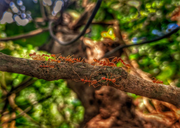 The Ants are walking on the logs ,dark tone had background bokeh