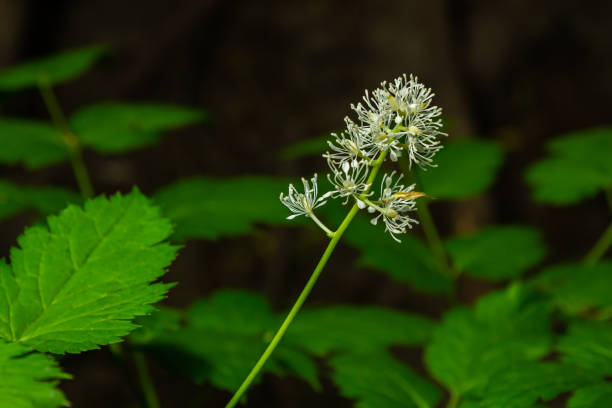 Delicate purple wildflower in soft-focus green backdrop.