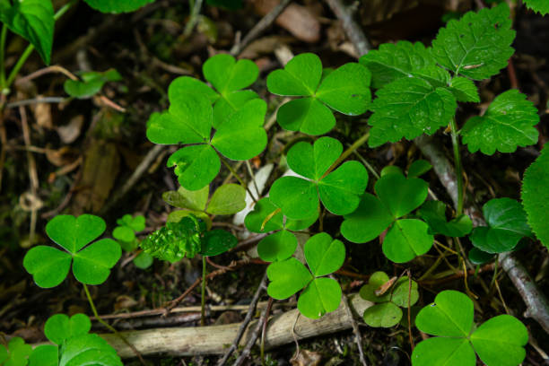 istock Close up Creeping lady's sorrel plant Oxalis corniculata 2153404052