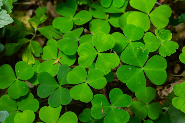 istock Close up Creeping lady's sorrel plant Oxalis corniculata 2153404065