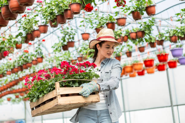 istock Woman Transporting Flowers in Greenhouse 2153408048