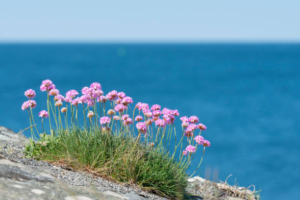 Sea thrift on a Swedish rock by the sea.