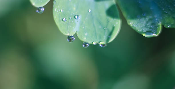 istock Green banner with raindrops on sunlit leaves. Place for text, copy space, template, layout, mockup 2153408659