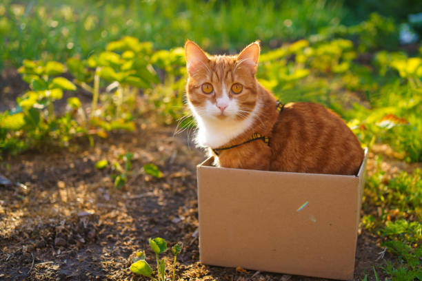 Free picture: cat, kitten, box, funny, adorable, curious, outdoor, yellow