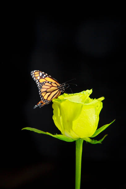 istock Monarch butterfly on a yellow rose 2153409454