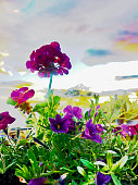 standing-out-from-the-crowd-abstract-flower-background.jpg?b=1&s=170x170&k=20&c=--iRybVKRmS1KARw6RDwTgrex_vstAN_SDDleaerMWw=