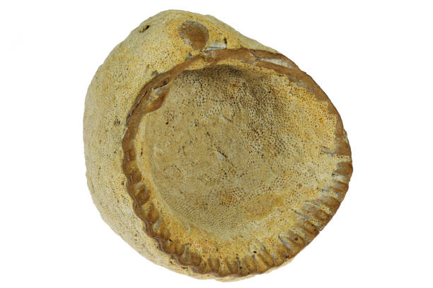 istock petrified common cockle from Vlissingen, Netherlands 2153411568