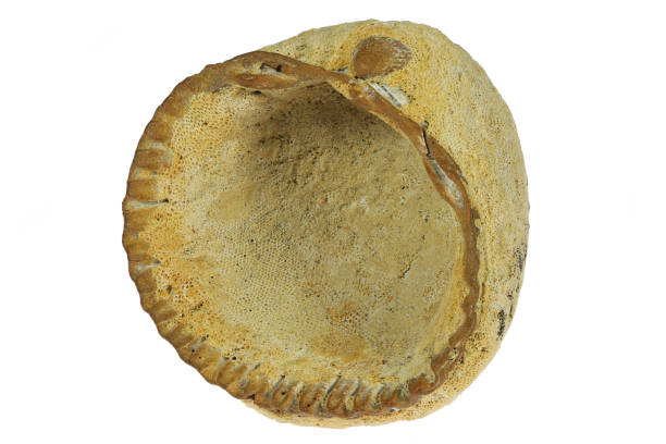 istock petrified common cockle from Vlissingen, Netherlands 2153411714