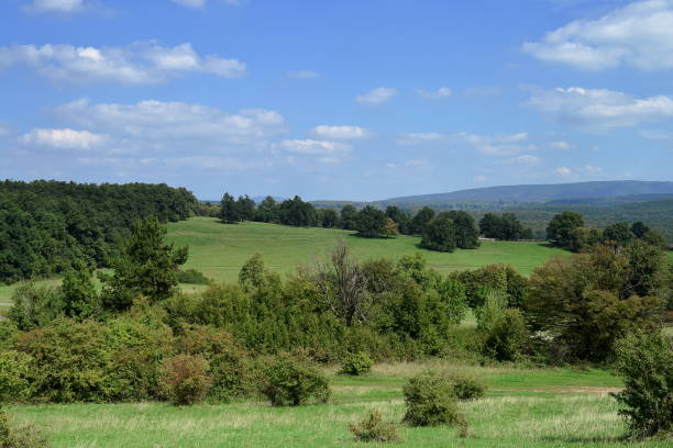 istock Fringe of the forest 2153412269