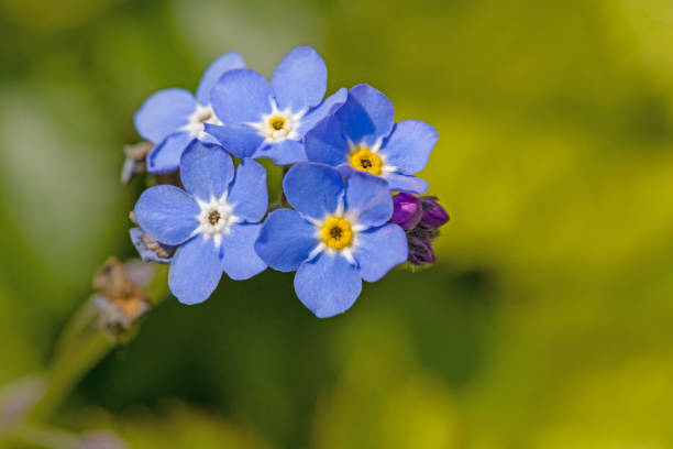 istock blue blossoms of forget-me-not in sunlight against a blurred background 2153412420