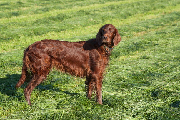 istock The hunter of the fields, the majestic Irish Setter. 2153413046