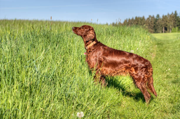 istock Spring serenity, Irish Setter on the hunt. 2153413062