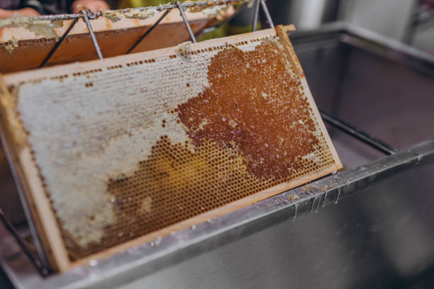 istock Using beekeeping tools for opening wax cells full of ready product. 2153414629