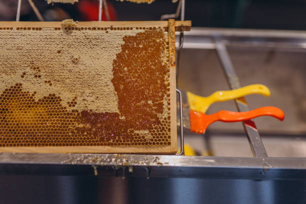 istock Using beekeeping tools for opening wax cells full of ready product. 2153414631