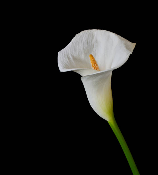 istock kala flower growing on a black background 2153414842