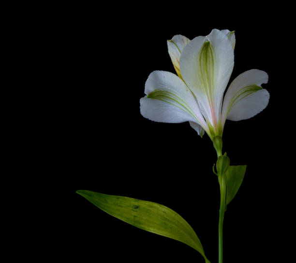 alstroemeria flower growing in a greenhouse